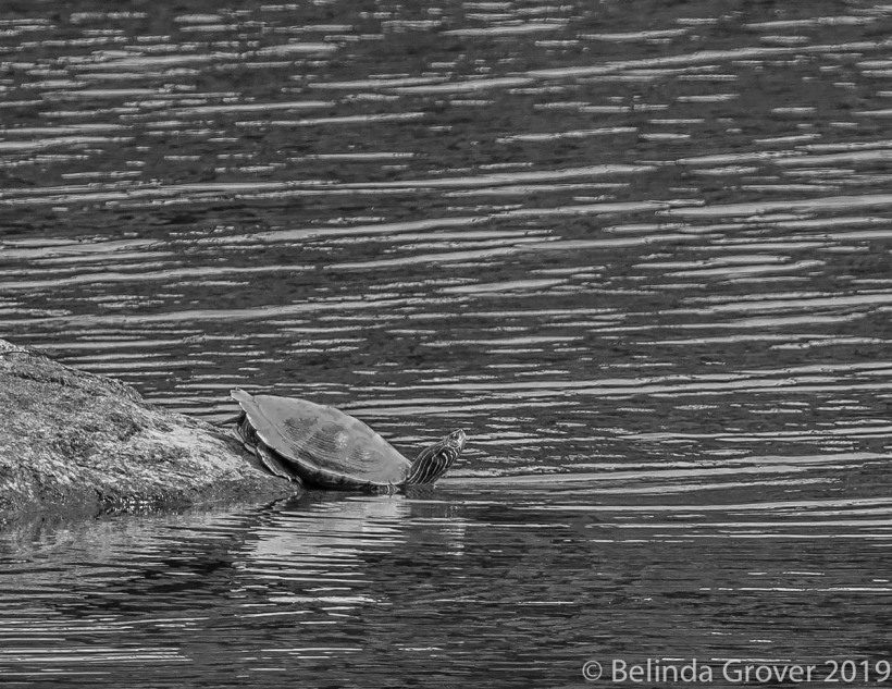 Snapping turtles-2